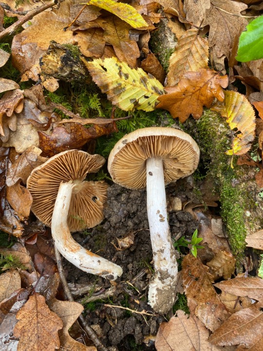 Cortinarius elatior 3.jpeg