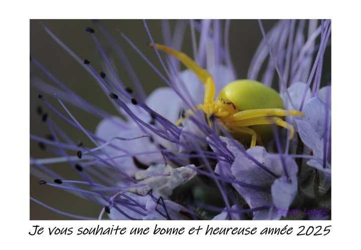 Bonne Année.JPG