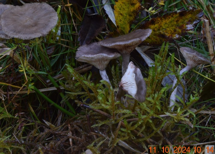 DSC_0088 - Copie.JPG