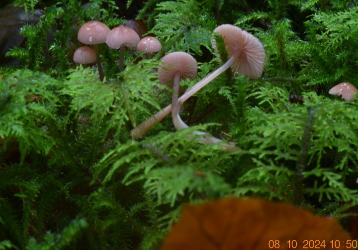 DSC_0060.JPG