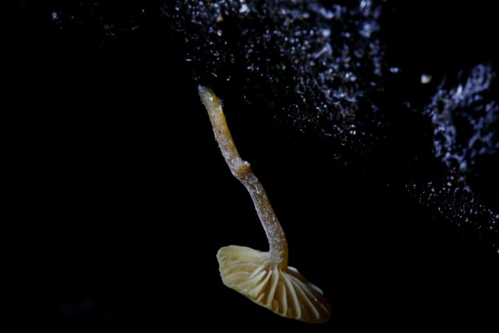 4X6A7394-1.JPG