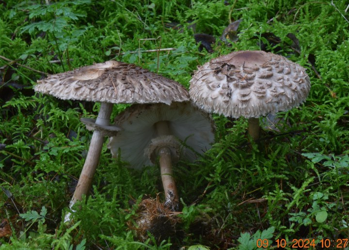 Macrolepiota rhacodes.JPG