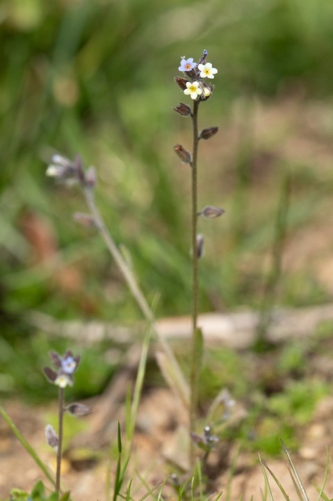 Myosotis.jpg