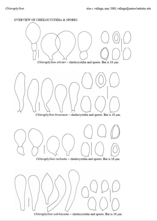 planche.JPG