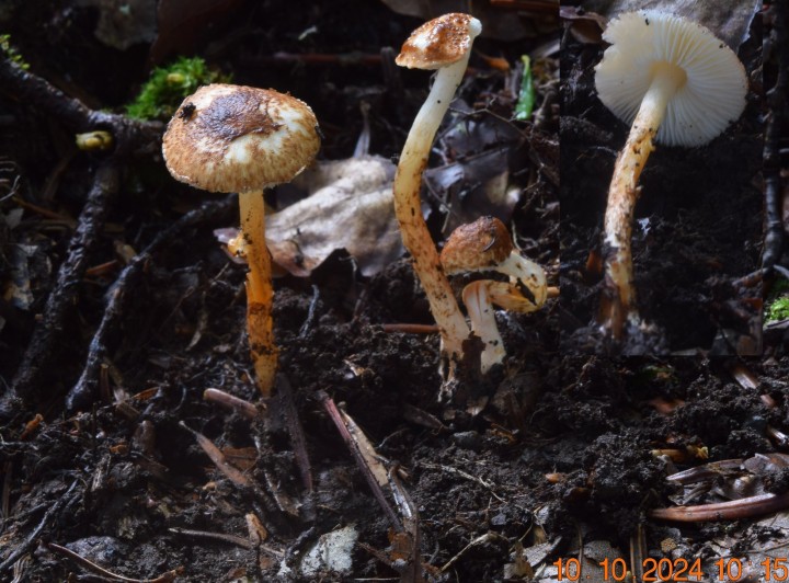 DSC_0079 - 2.JPG