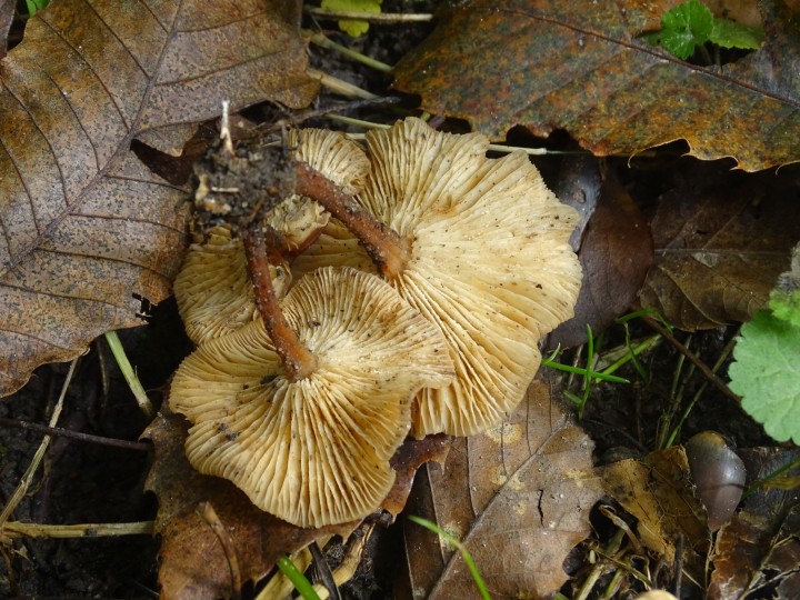 DSC06253.JPG