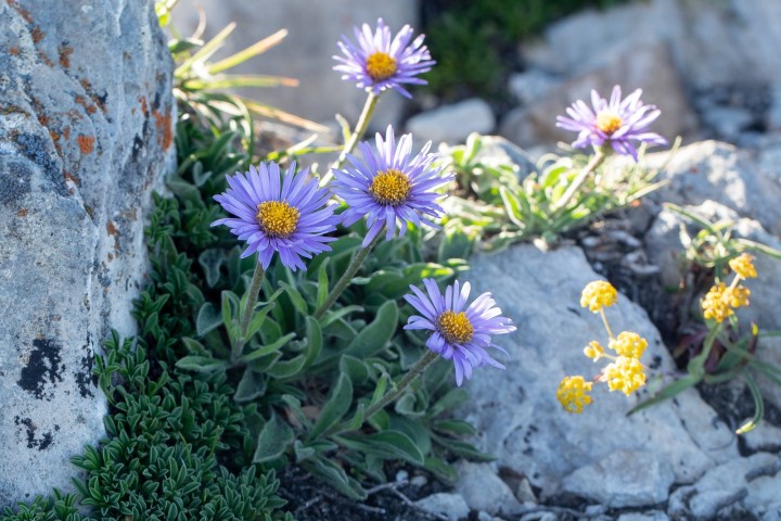 Aster.jpg