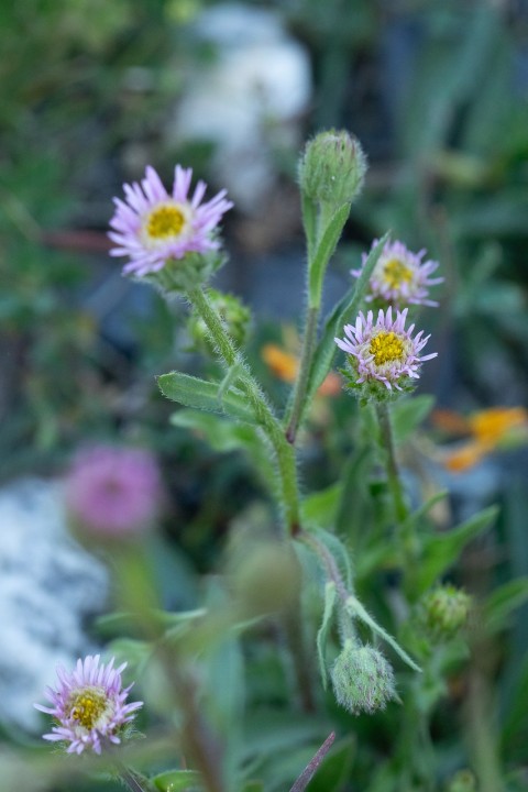 Erigeron-3.jpg