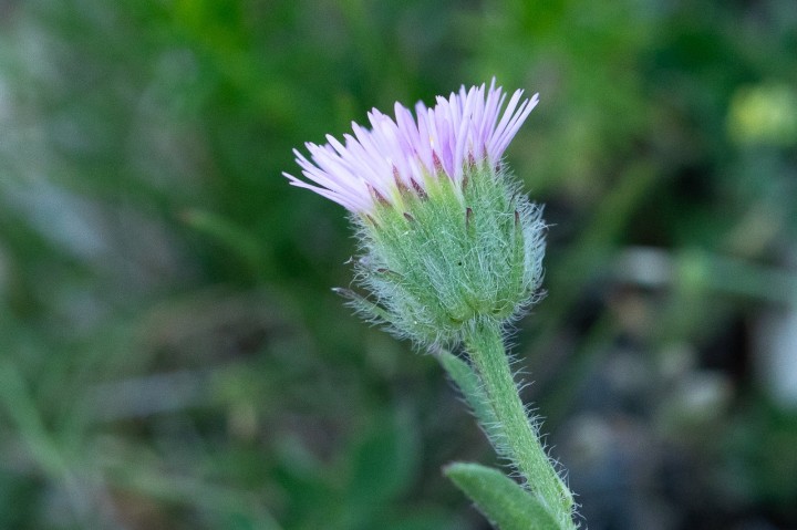 Erigeron-4.jpg