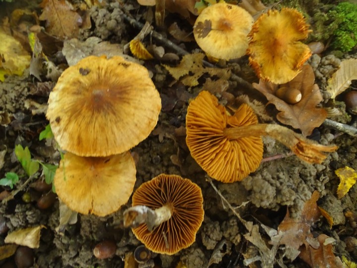 DSC06397.JPG