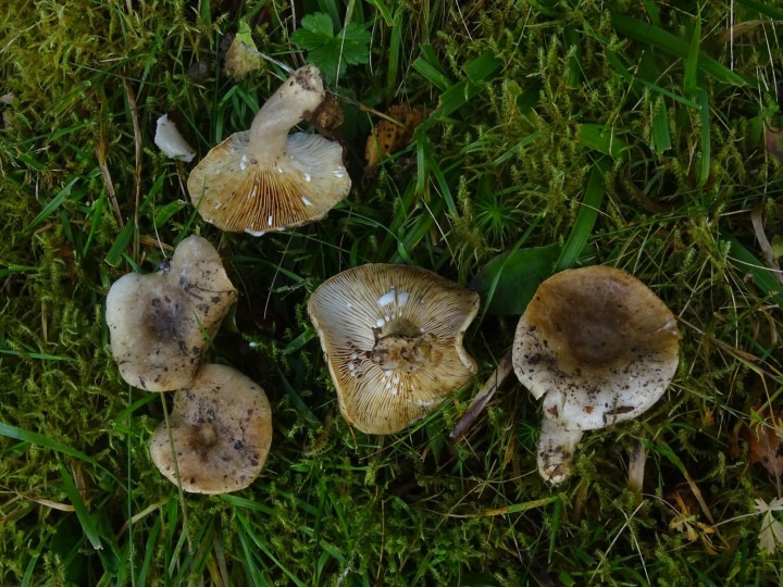 DSC06287.JPG