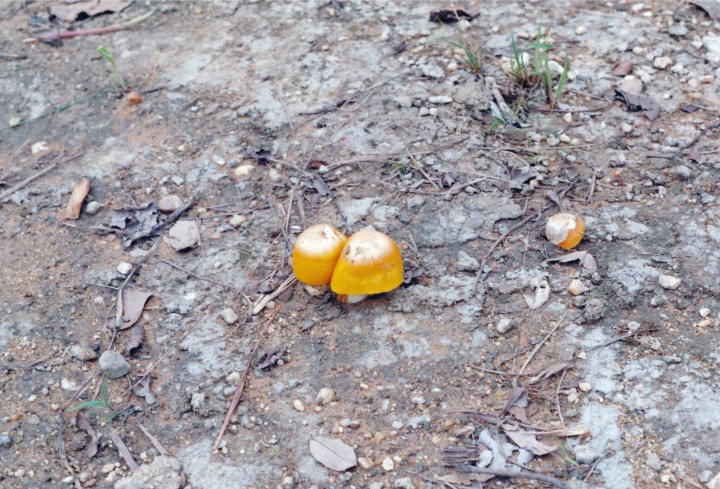 Champignon togolais.jpg