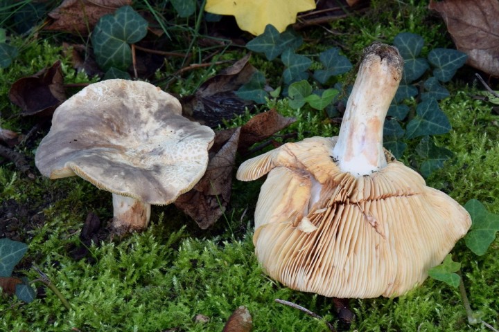 DSC_0084.jpg