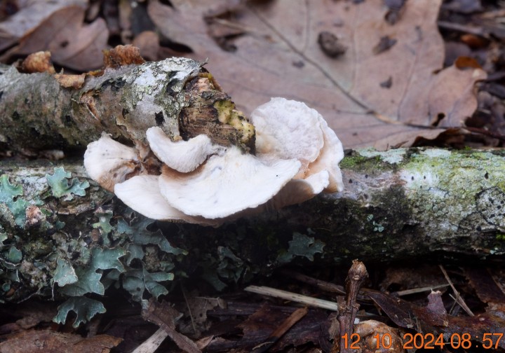 DSC_0097.JPG