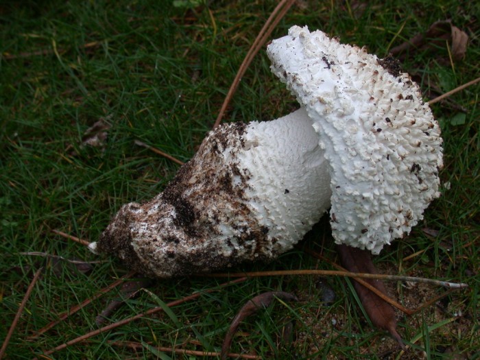 amanita gracilior 151108 4.JPG
