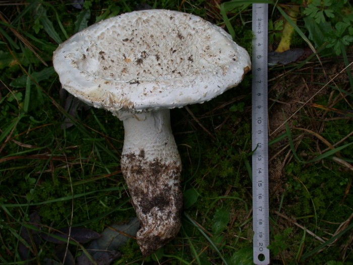 amanita gracilior 181108 2.JPG