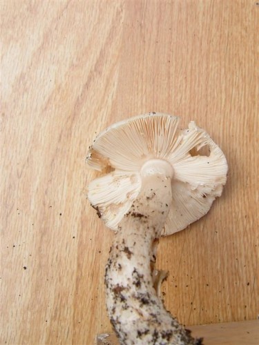 DSCF6222.JPG