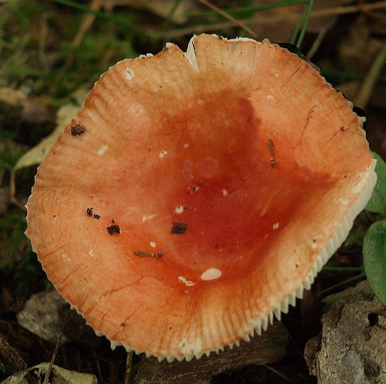 2009_07060070.JPG