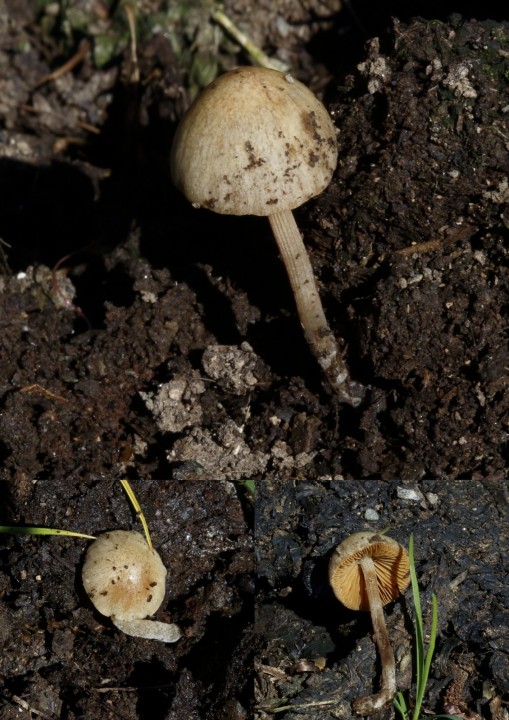 champignon8.jpg