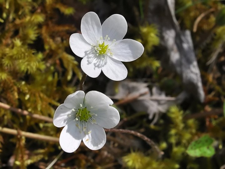 Hepatica_nobilis_blanche.jpg