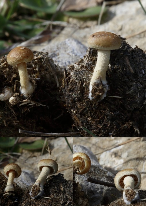 1-champignons12.jpg