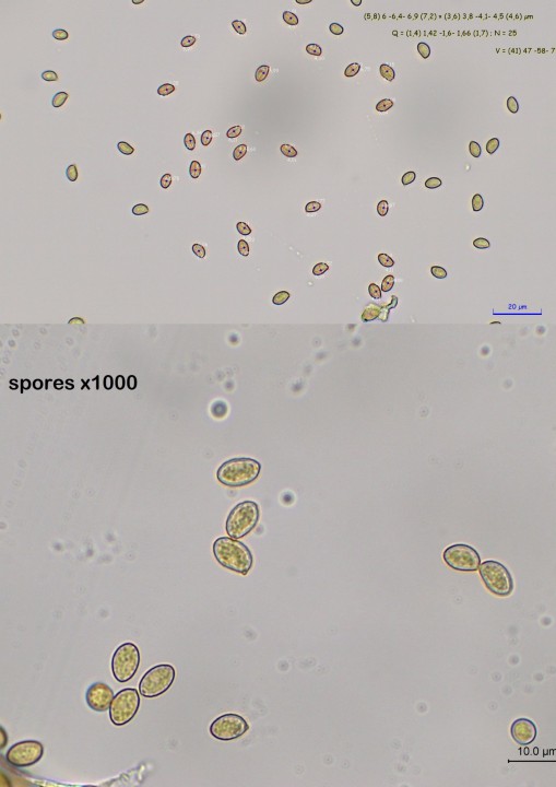 spores.jpg