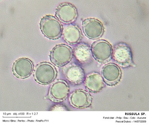 russula_sp.jpg