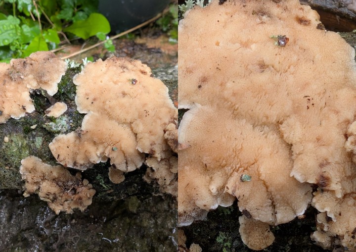 champignons 15.jpg