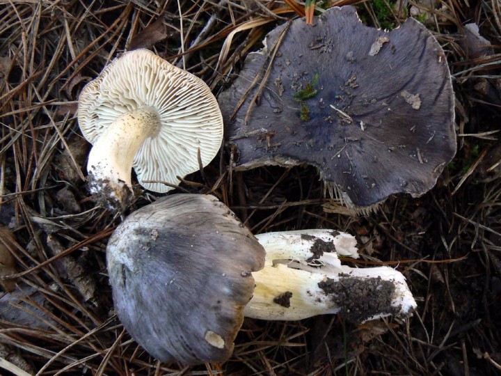 P1280034.jpg