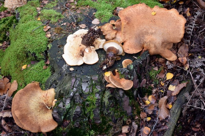 DSC_2148.jpg