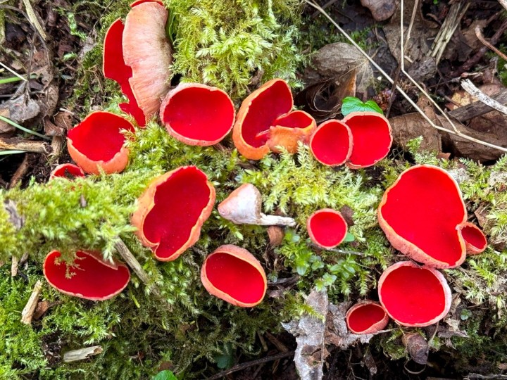 sarcoscypha.jpg