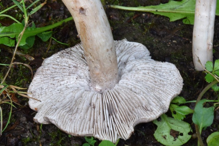 DSC_0166.jpg