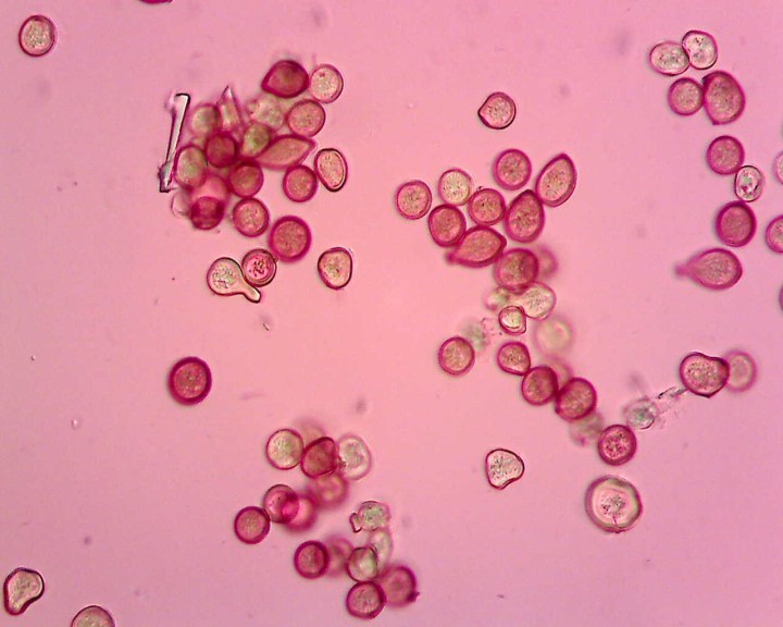 Sur Tamarix aphylla 40 X (1).jpg