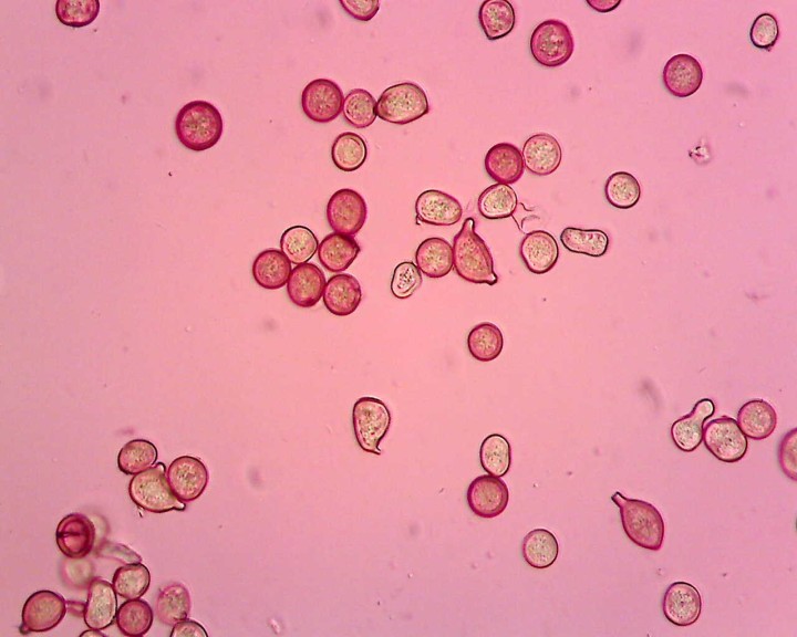 Sur Tamarix aphylla 40 X (2).jpg