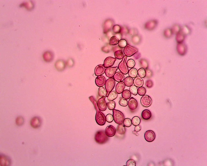 Sur Tamarix aphylla 40 X (3).jpg
