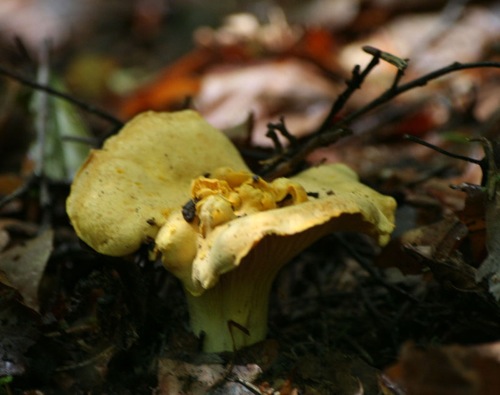 Girolle solitaire pt.jpg