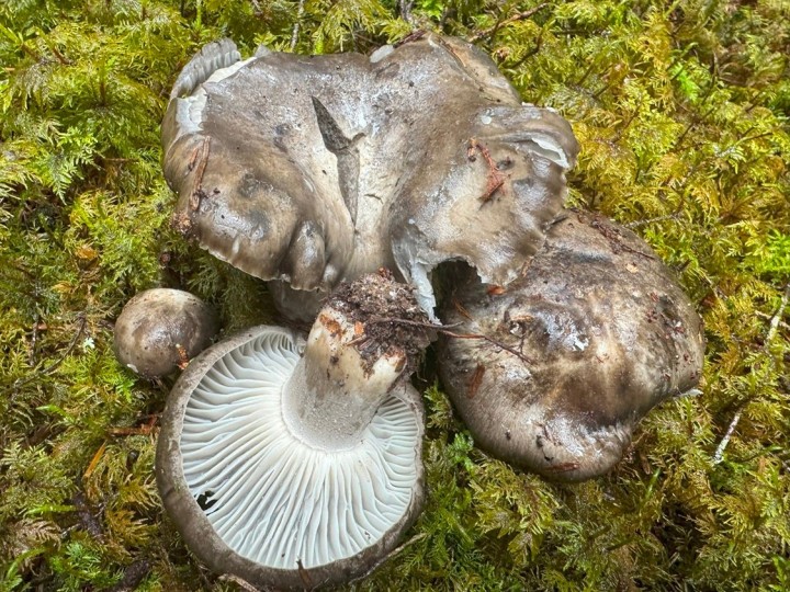 hygrophorus marzuolus.jpg