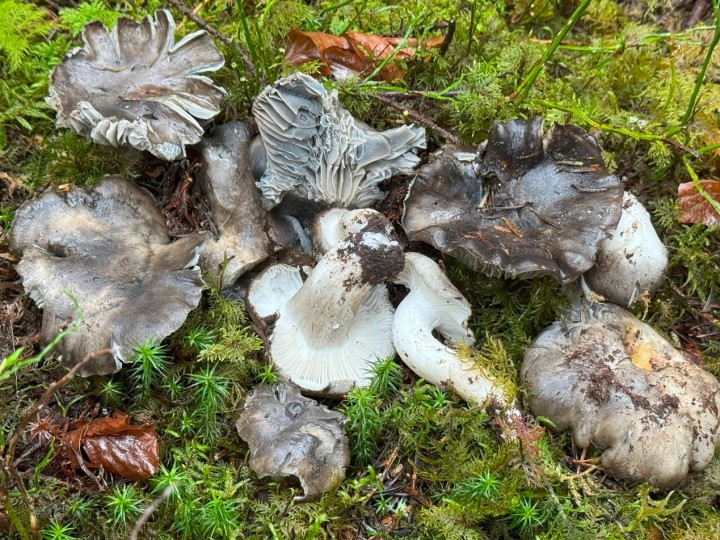 hygrophorus marzuolus 2.jpg