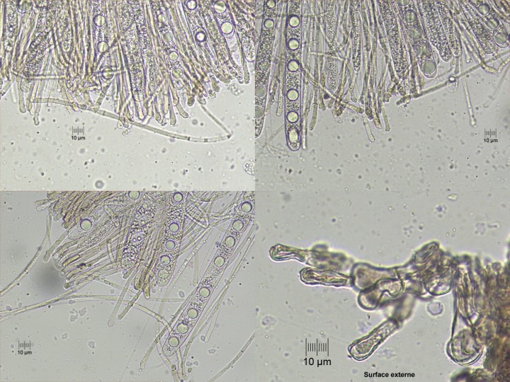 paraphyse_x400_01-copie.jpg