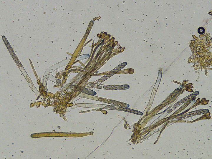 asques_x100_02.jpg