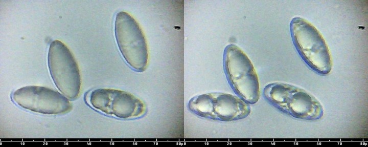 Spores.jpg