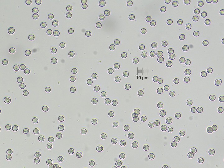 spores_x400_02.jpg