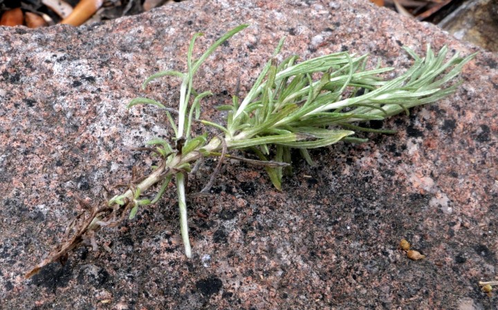 Cliquer sur l'image pour agrandir