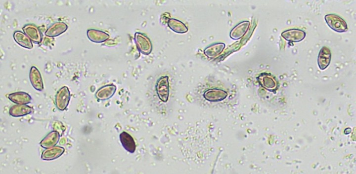spores_intrus.jpg