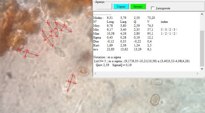échelle considérée : largeur de spore d'A. bisporus profil = 5 µ