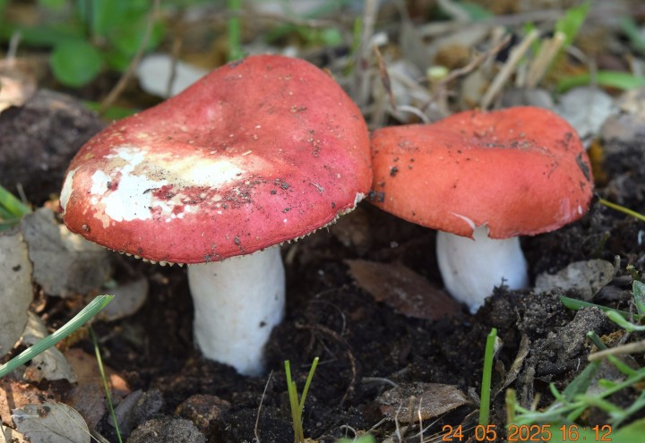 DSC_0230.JPG
