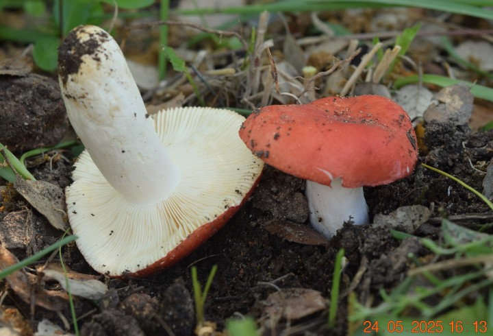 DSC_0231.JPG