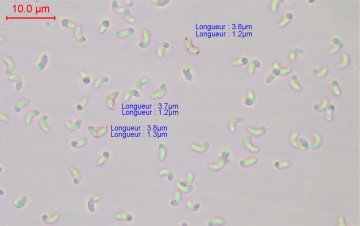 sp-003 (1).jpg