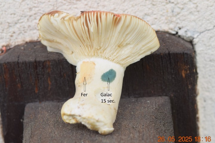 DSC_0233.JPG