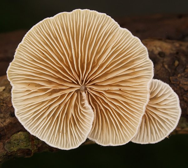 crepidotusvariabilis14 (1).JPG